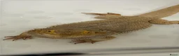 Bearded Dragon reptiles for sale: Rehoming my 11 year old bearded dragon  in Cardiff - Advert 3