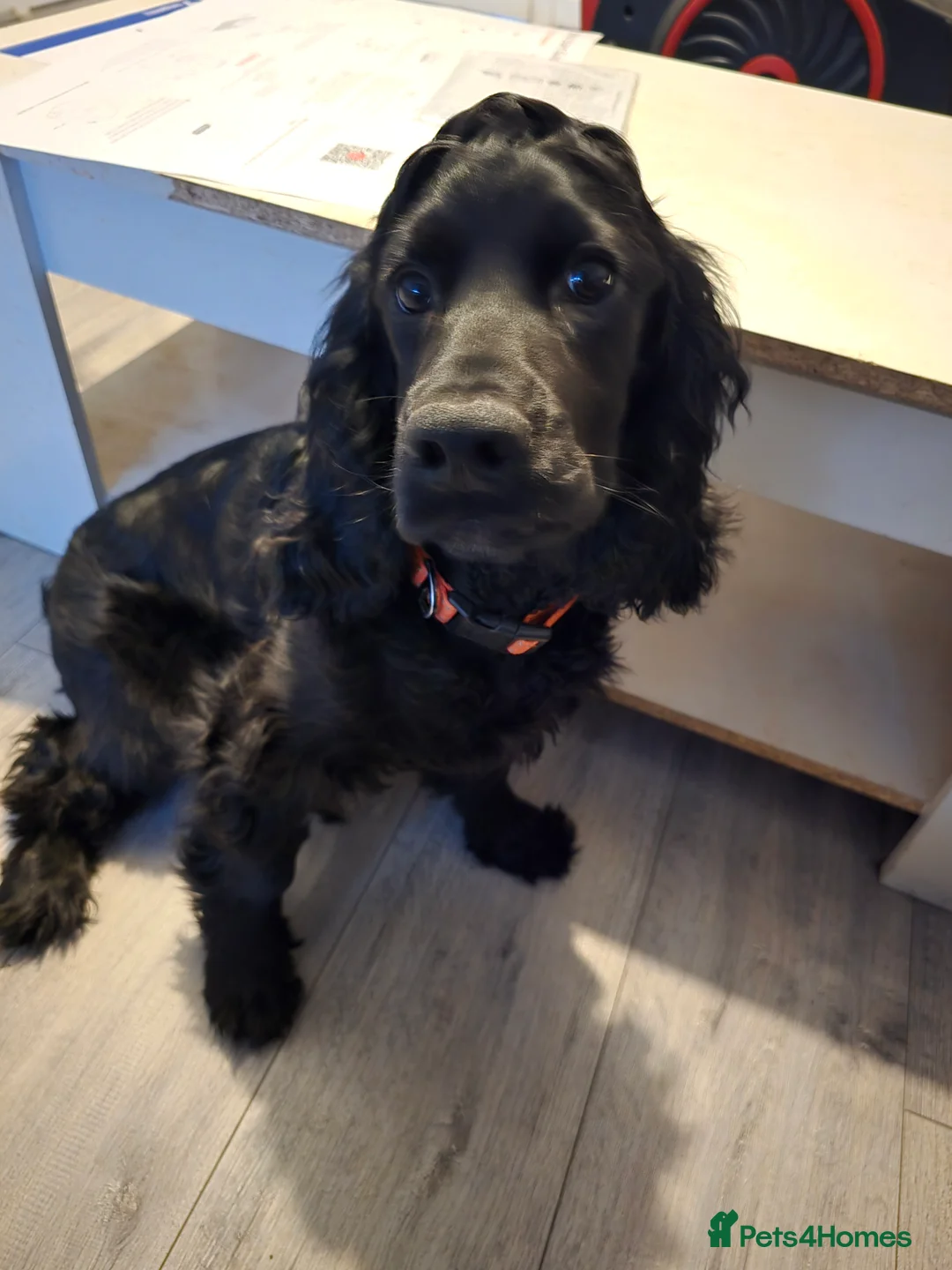 Cocker Spaniel dogs for sale: Working Cocker Spaniel Male in Lincoln - Advert 5