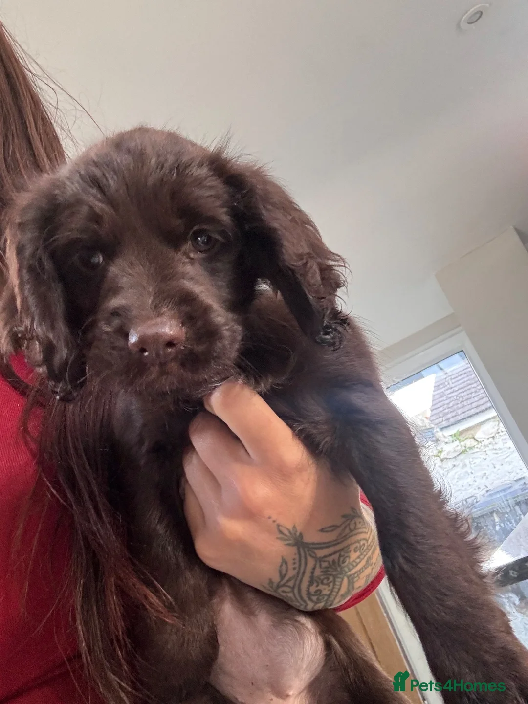 Cocker Spaniel dogs for sale: last female puppy  - Advert 2