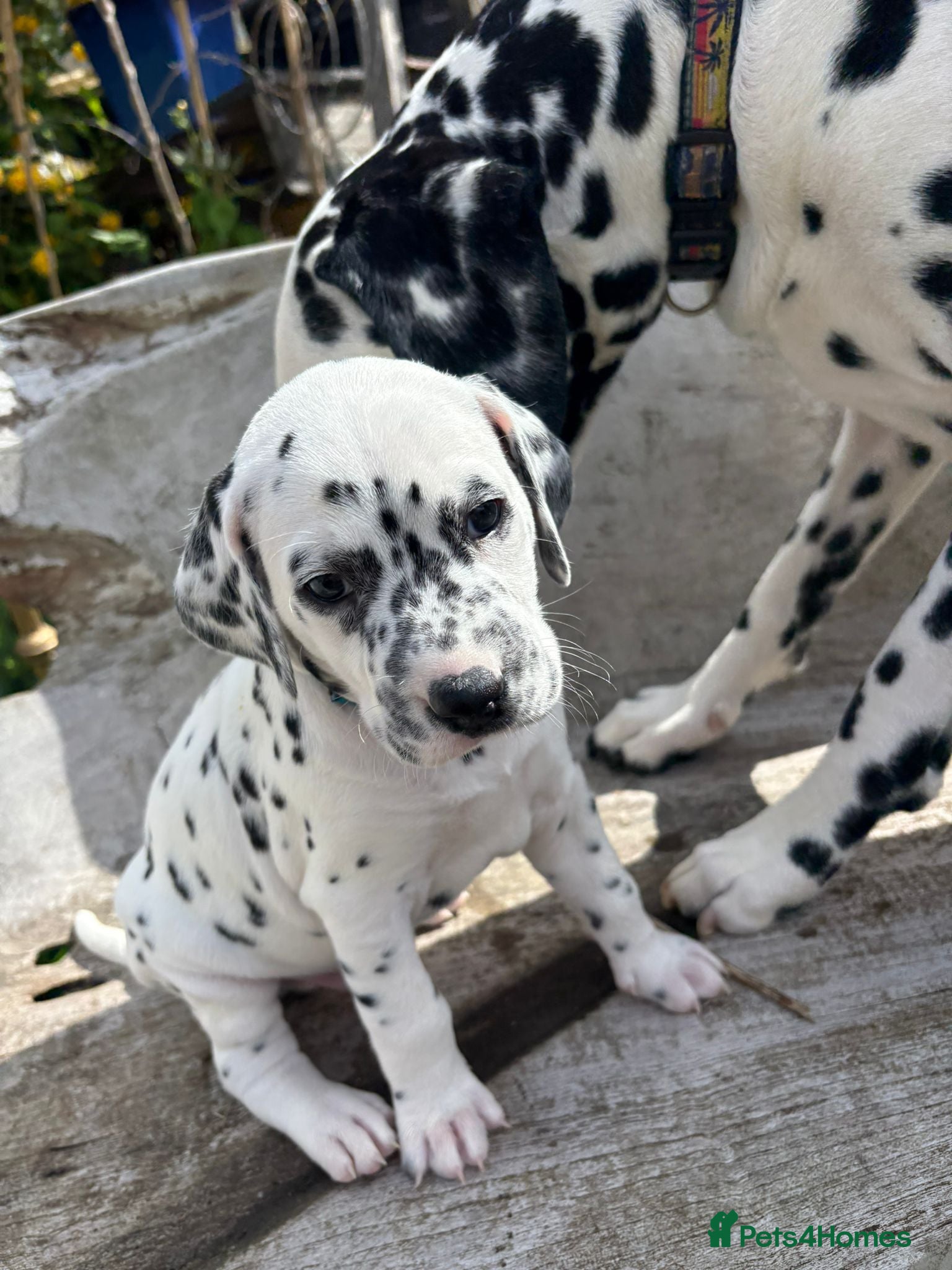 Dalmatian dogs Dalmatian puppies (5 males and 2 bitches) - Advert 2