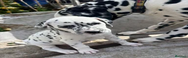 Dalmatian Puppy 5 (Blue Collar)