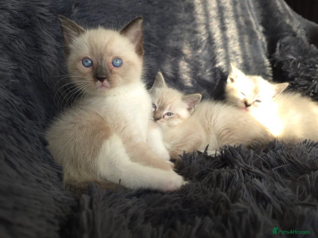 Ragdoll cats for sale: Ragdoll Cross Kittens  - Advert 13