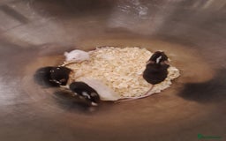 Mouse rodents for sale: Fancy pet mice for sale £8 each  - Image 4
