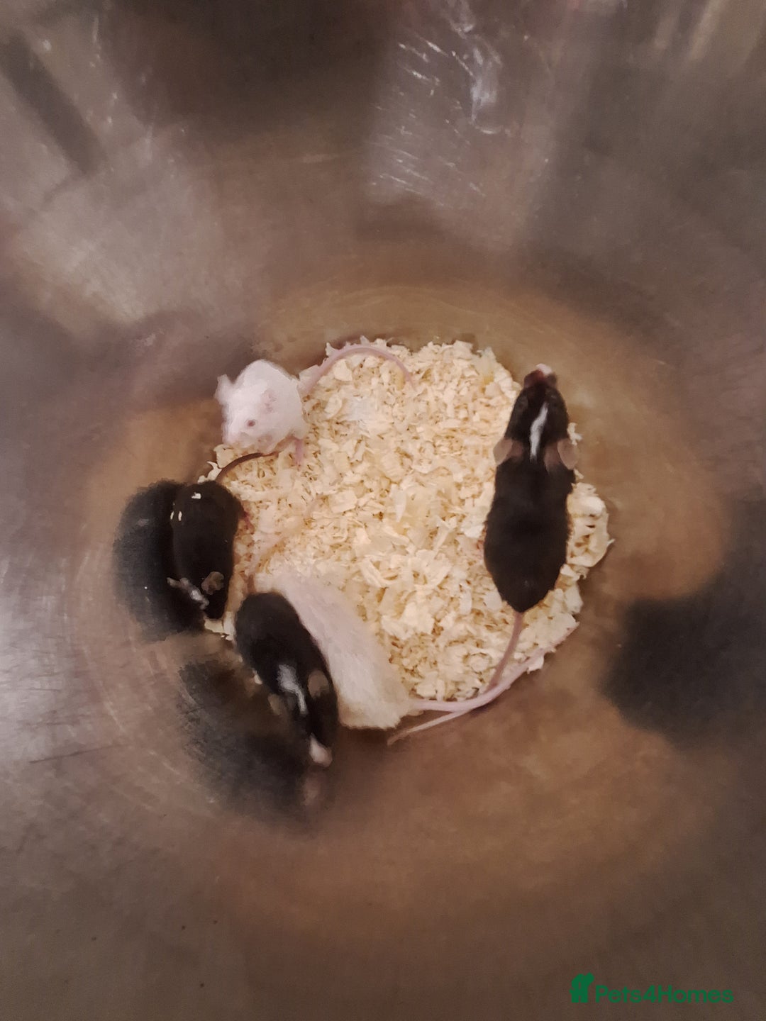 Mouse rodents for sale: Fancy pet mice for sale £8 each  - Image 4