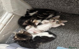 Mixed Breed cats for sale: Beautiful kittens 💗 - Image 11