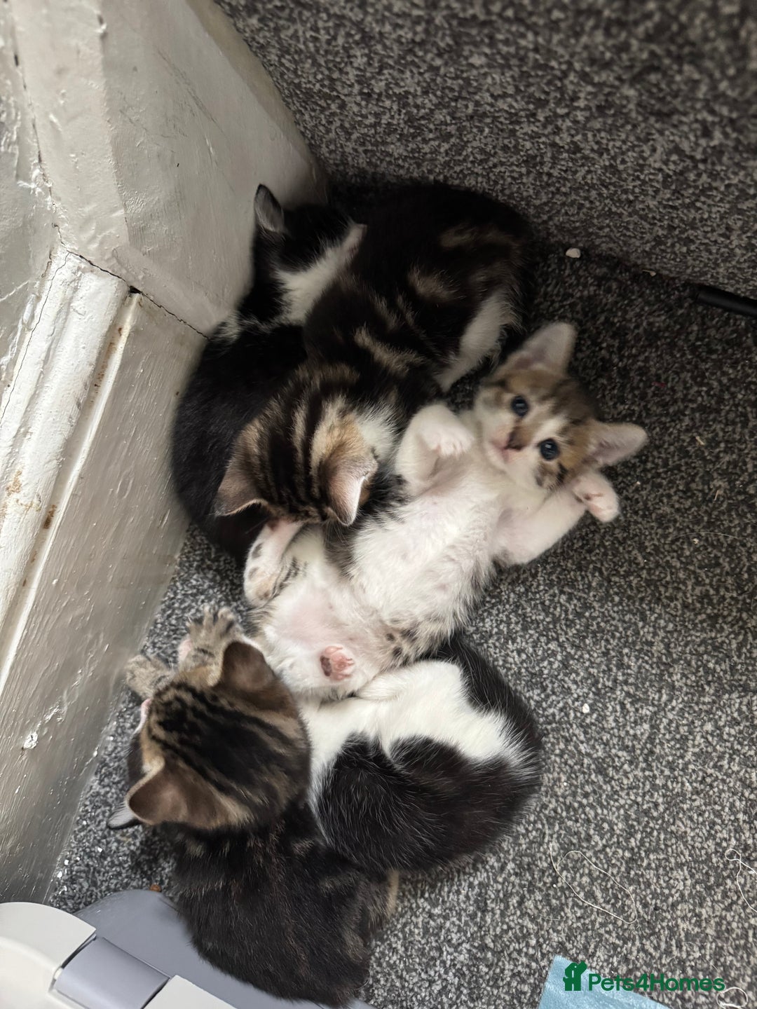 Mixed Breed cats for sale: Beautiful kittens 💗 - Image 11