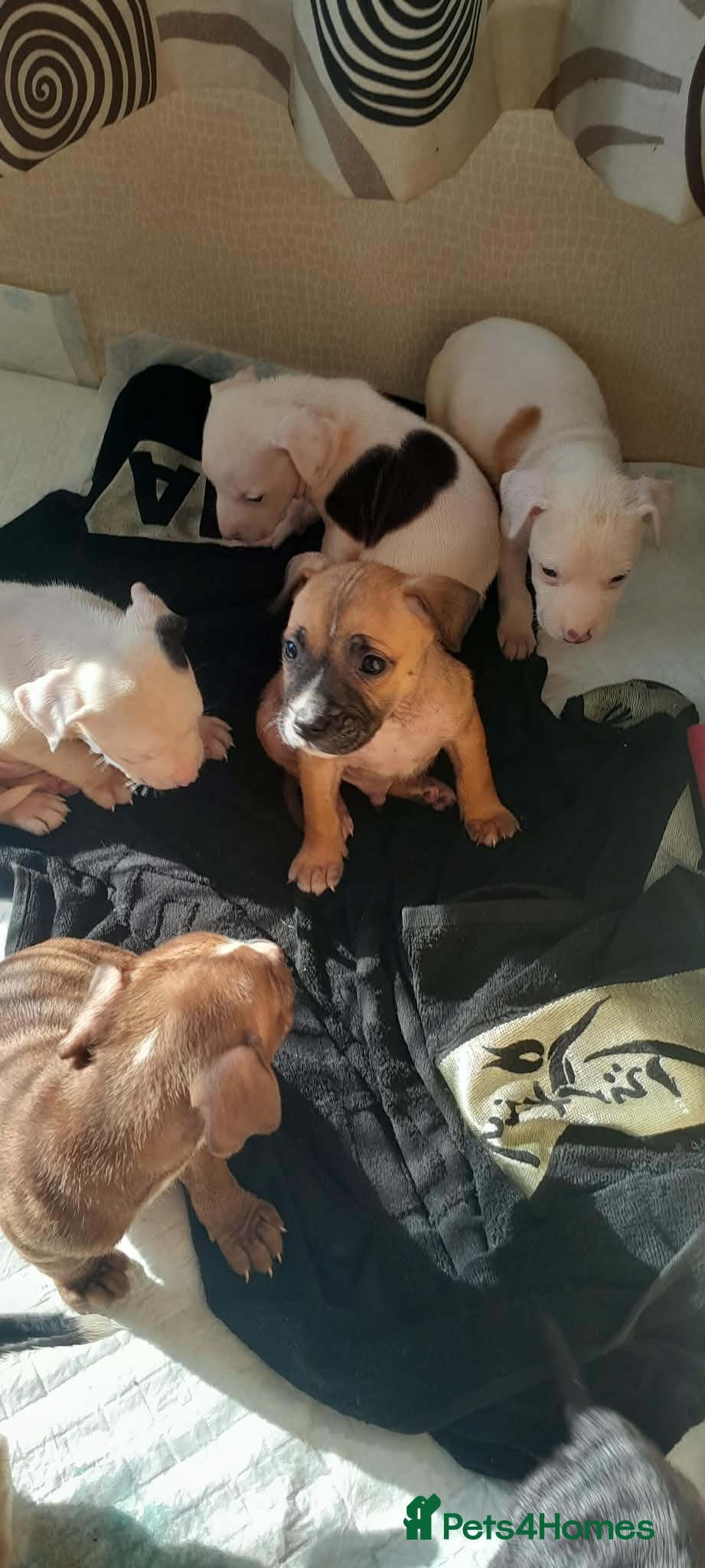 Mixed Breed dogs Staffy x presa x corso puppies  - Advert 10