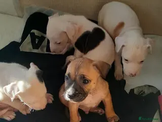 Mixed Breed dogs Staffy x presa x corso puppies - Advert 10