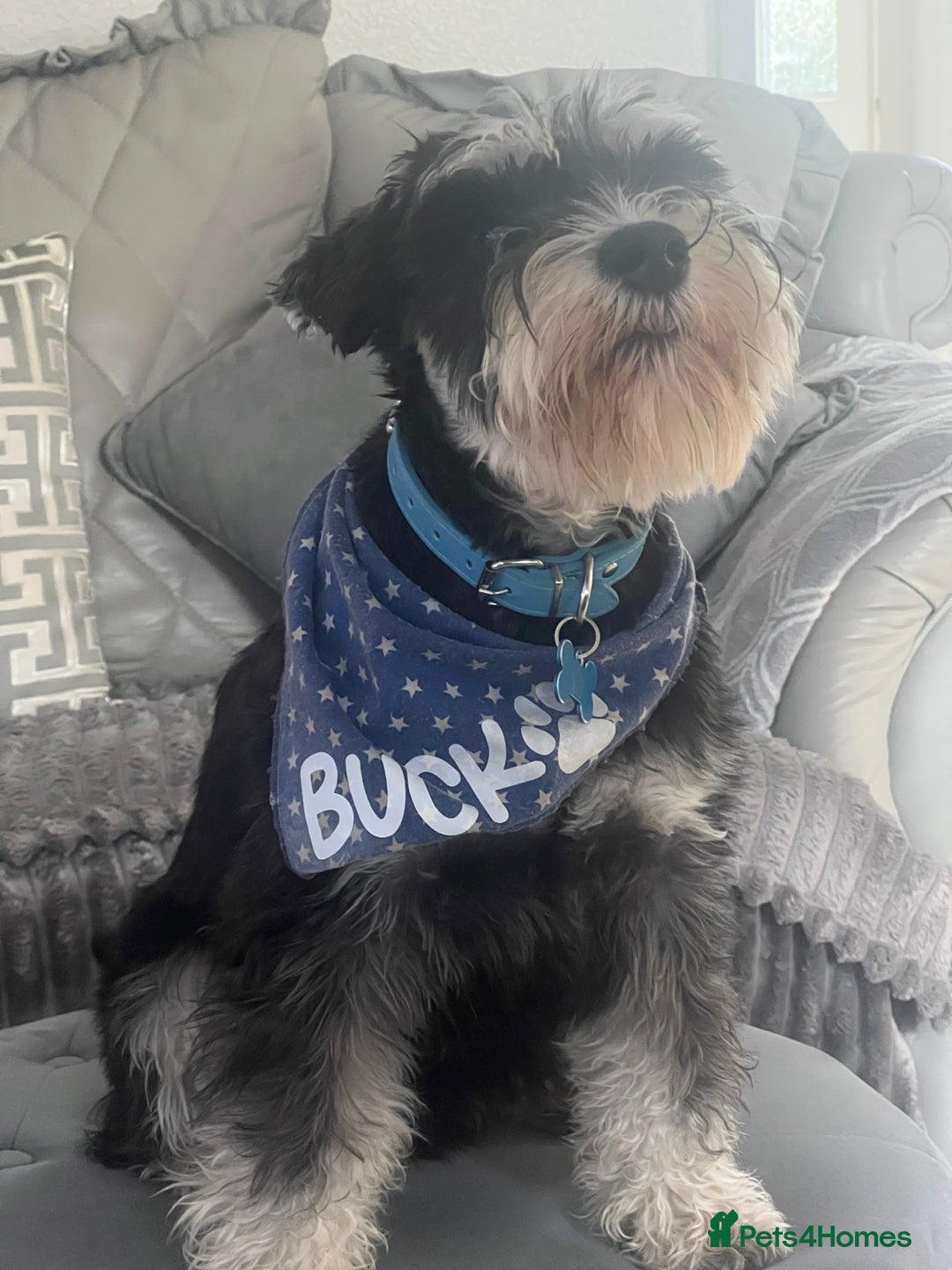 Miniature Schnauzer dogs for stud: 🐾🌟Miniature Schnauzer Stunning Stud 🌟🐾 - Advert 4