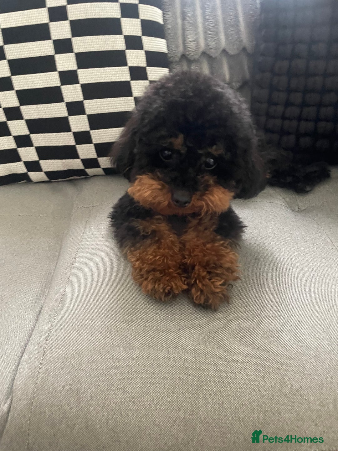Toy Poodle dogs for sale: Toy poodle - Advert 1