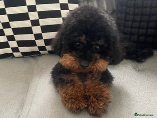 Toy Poodle dogs Toy poodle - Advert 1