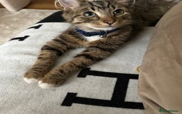 Mixed Breed cats for sale: 🩵🐾male kitten🐾🩵 - Image 2