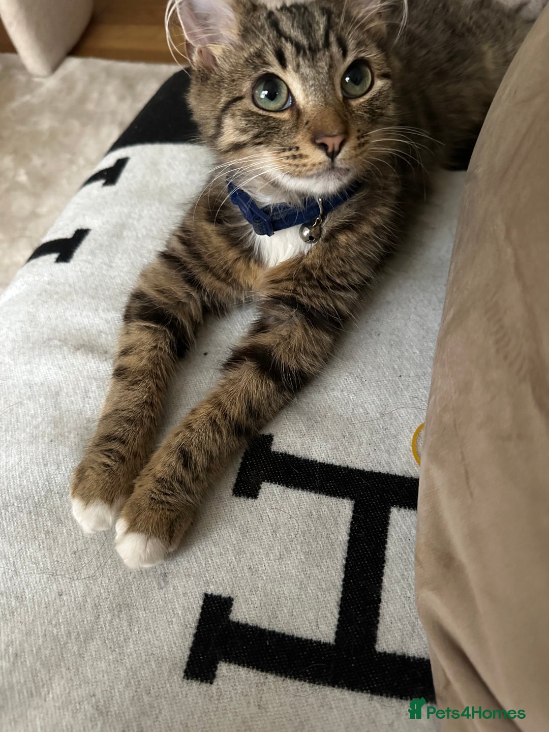 Mixed Breed cats for sale: 🩵🐾male kitten🐾🩵 - Image 2