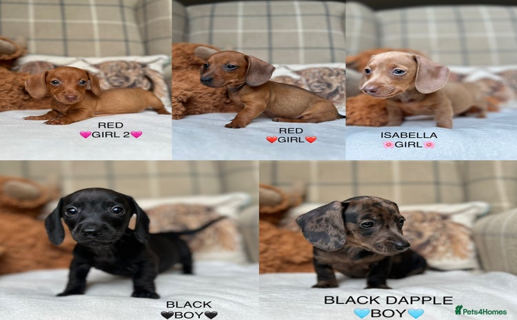 Miniature Dachshund dogs - Advert 4