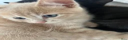 Ragdoll cats for sale: Handsome very affectionate ginger boy kitten  - Advert 5
