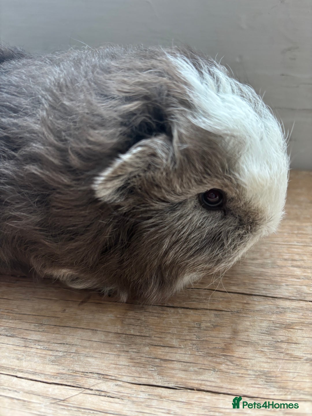 Guinea Pig rodents for sale: Proven Swiss Boar 9 months and son - Advert 7
