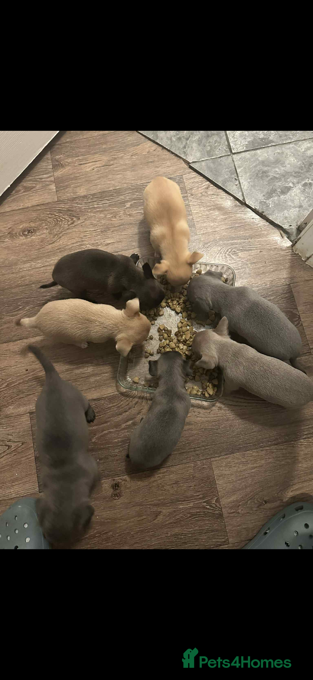 Chihuahua dogs for sale: Chihuahua puppies for sale - Image 3