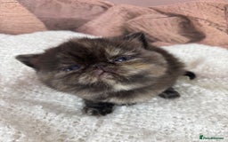 Exotic cats for sale: ⭐️ Exotic kittens 1 male 2 female ⭐️ - Image 16
