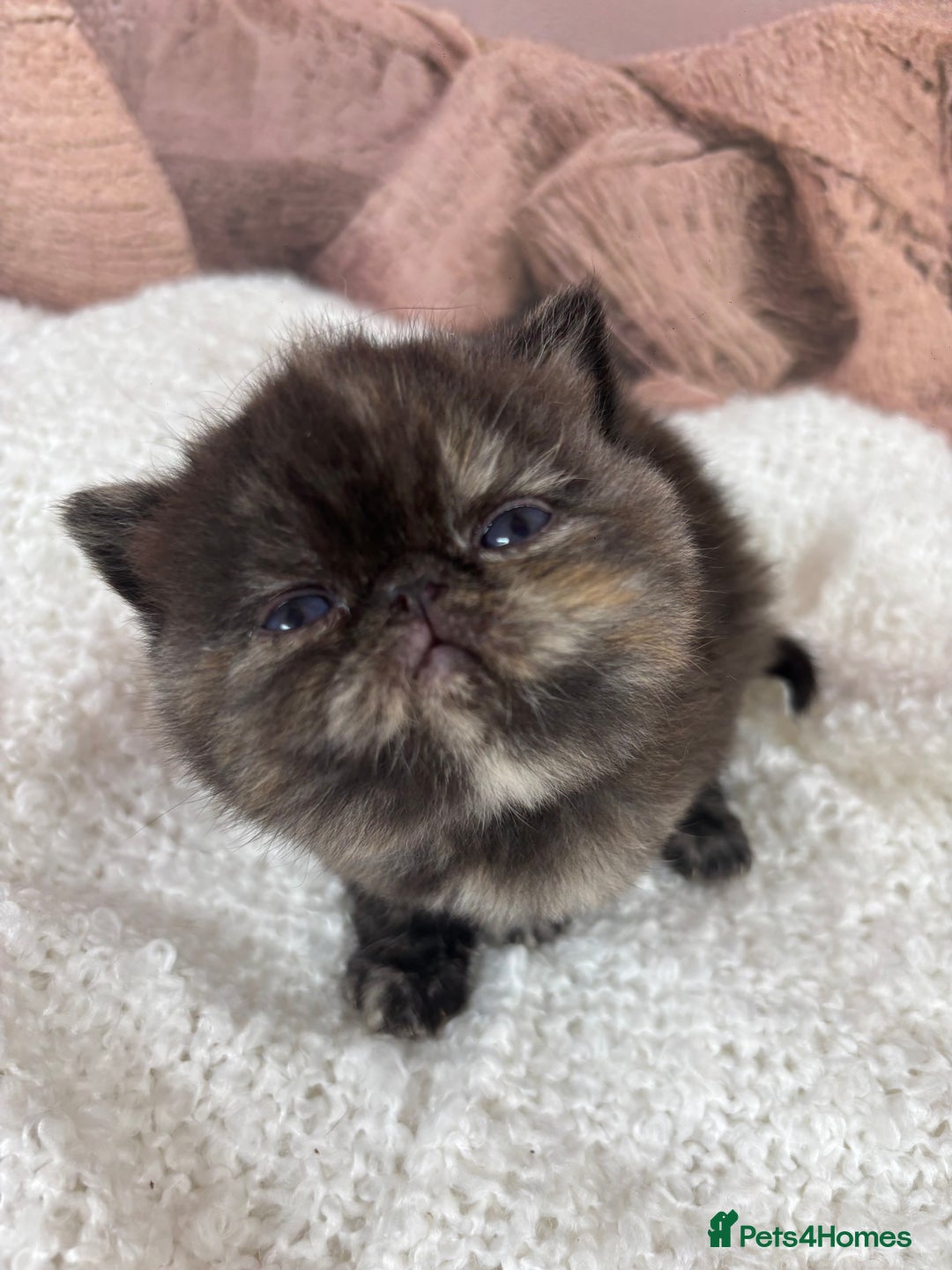 Exotic cats for sale: ⭐️ Exotic kittens 1 male 2 female ⭐️ - Image 16