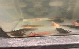 Other/Mixed Breed fish for sale: Axolotl‘s - Image 6