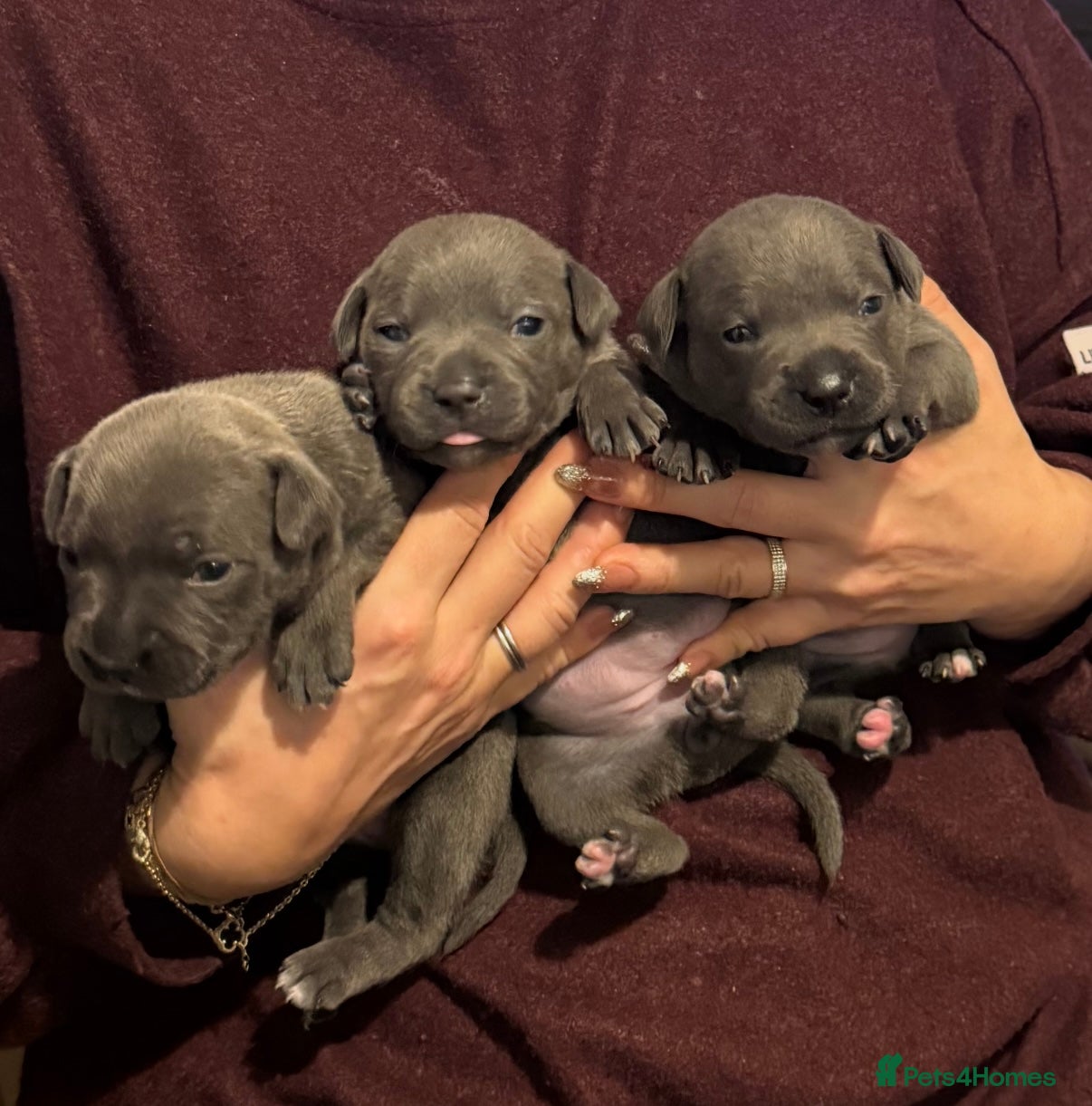 Staffordshire Bull Terrier dogs Exceptional blue staffies - Advert 8