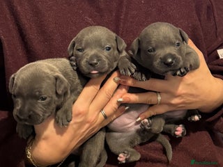 Staffordshire Bull Terrier dogs Exceptional blue staffies - Advert 1