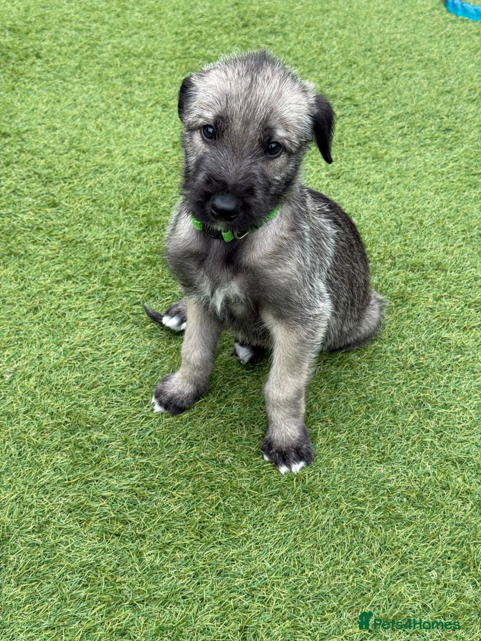 Irish Wolfhound dogs Health Tested, KC Reg Irish Wolfhounds  - Advert 4