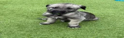 Irish Wolfhound dogs for sale: Health Tested, KC Reg Irish Wolfhounds  - Advert 2