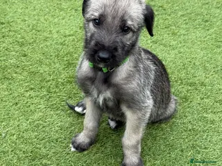 Irish Wolfhound dogs Health Tested, KC Reg Irish Wolfhounds - Advert 2