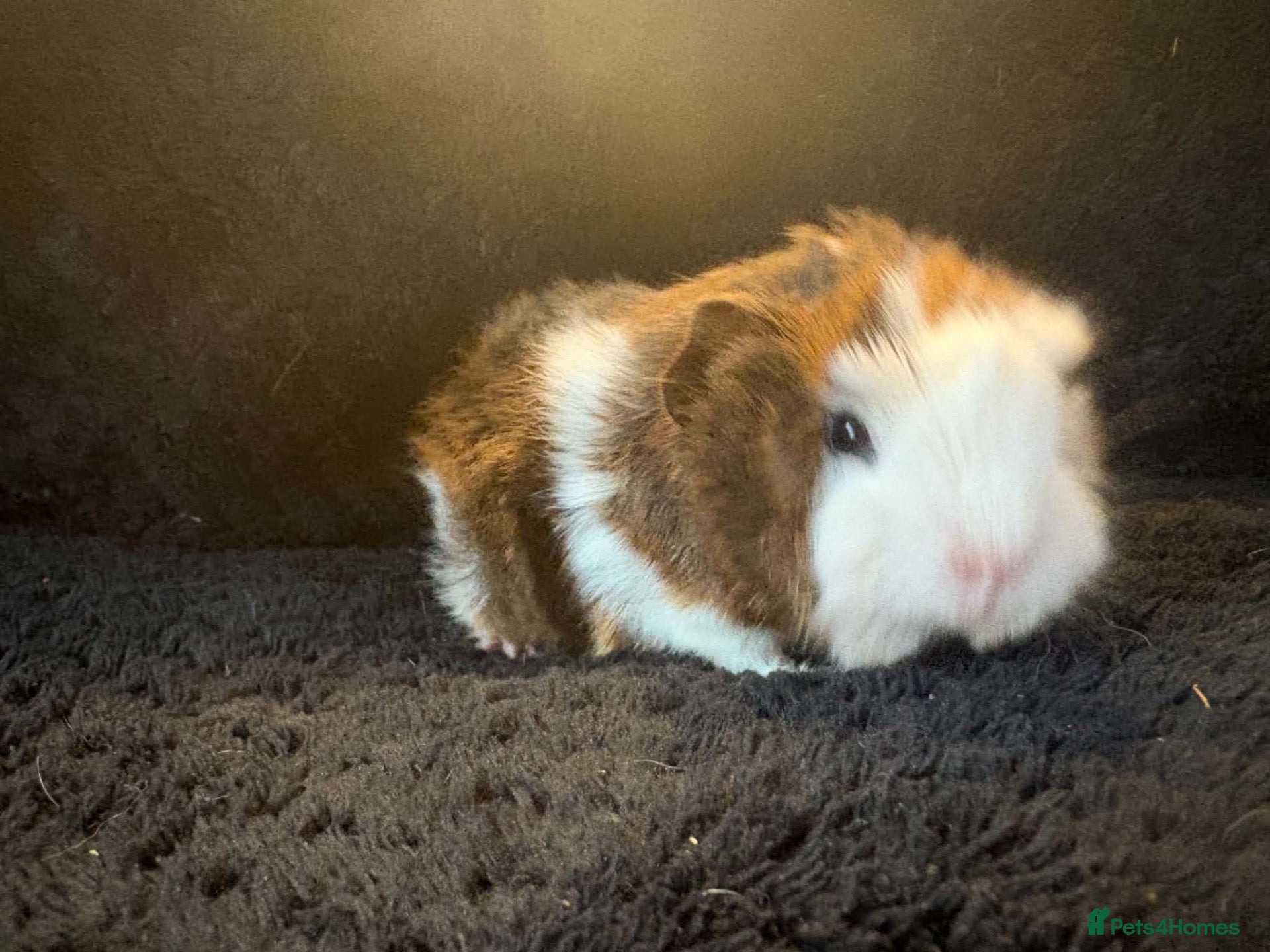 Guinea Pig rodents for sale: Beautiful girls & boys  - Advert 15