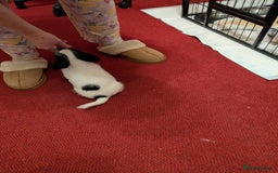 Mixed Breed dogs for sale: Shih Tzu Terrier cross  - Image 3