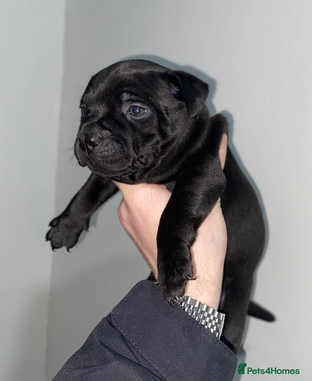 Staffordshire Bull Terrier dogs for sale: Full black Show Quality Staffy pups (Kassius Pup)  - Advert 12