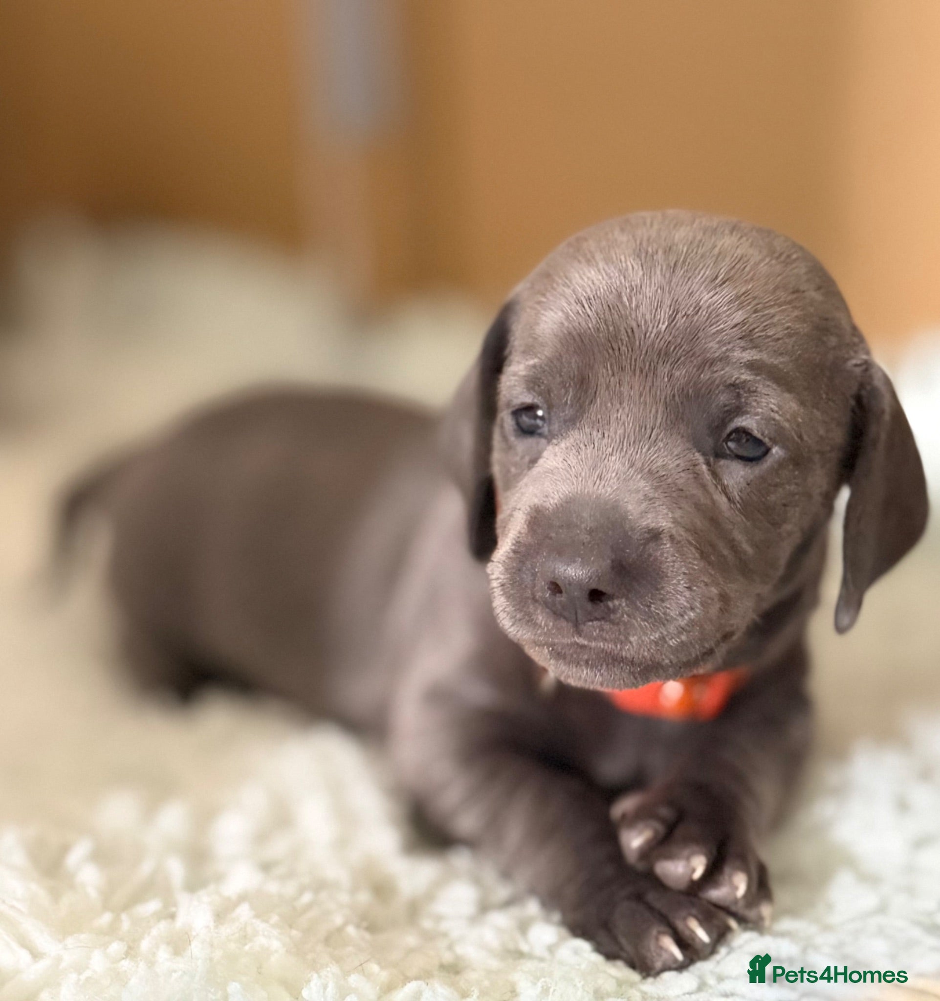 Miniature Dachshund dogs Rare Solid Colour PRA Clear KC Mini Dachshund Pups - Advert 1