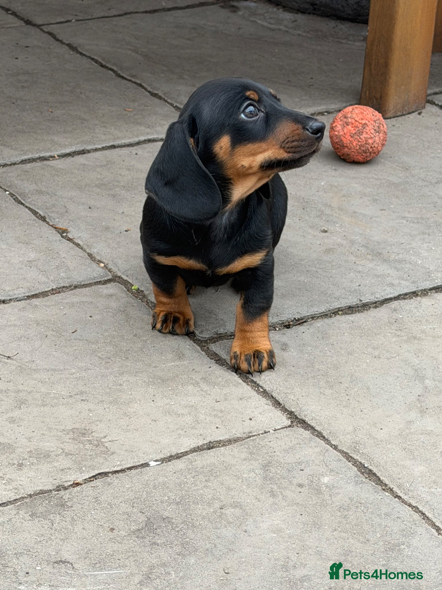 Miniature Dachshund dogs Dachshund miniature smooth hair pups - Advert 12