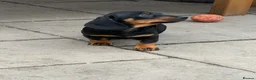 Miniature Dachshund dogs for sale: Dachshund miniature pup - Advert 9