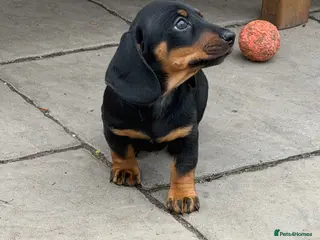 Miniature Dachshund dogs Dachshund miniature smooth hair pups - Advert 15