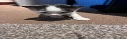 Mixed Breed cats for sale: Beautiful kittens for sale - Advert 5