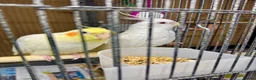 Cockatiels birds for sale: Cockatiels male and females  - Advert 5