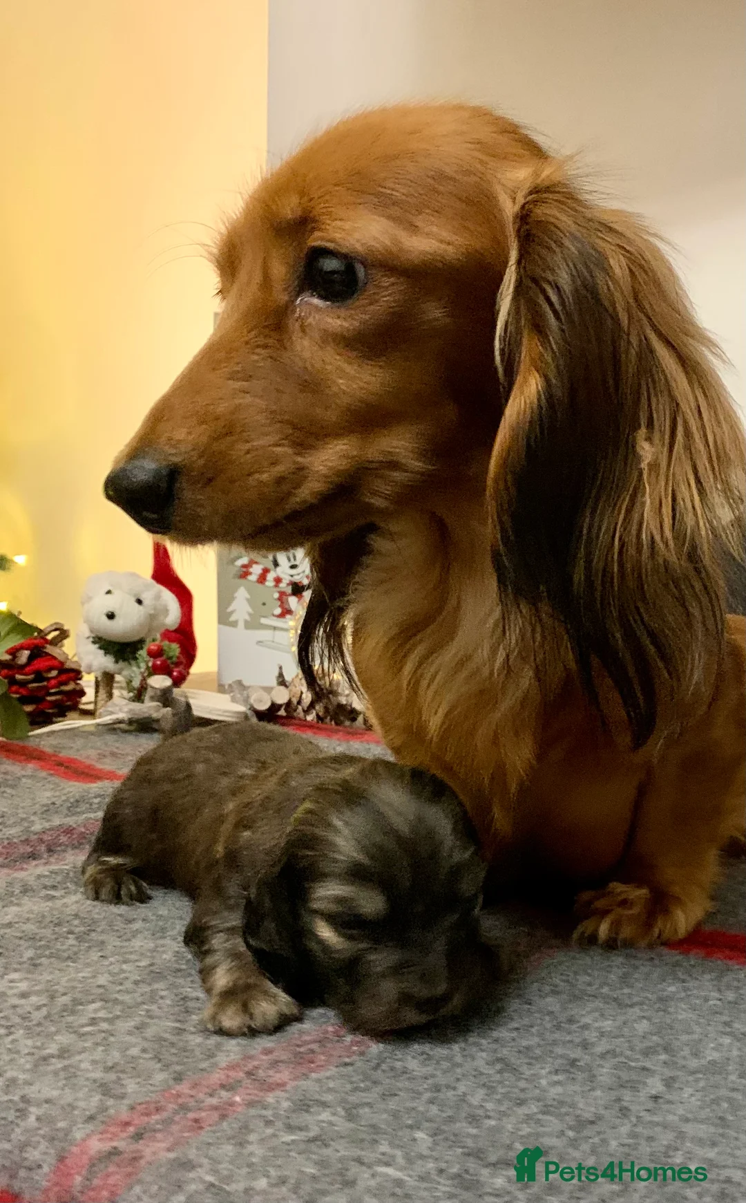 Miniature Dachshund dogs for sale: KC Registered true to type Longhaired mini’s - Advert 12