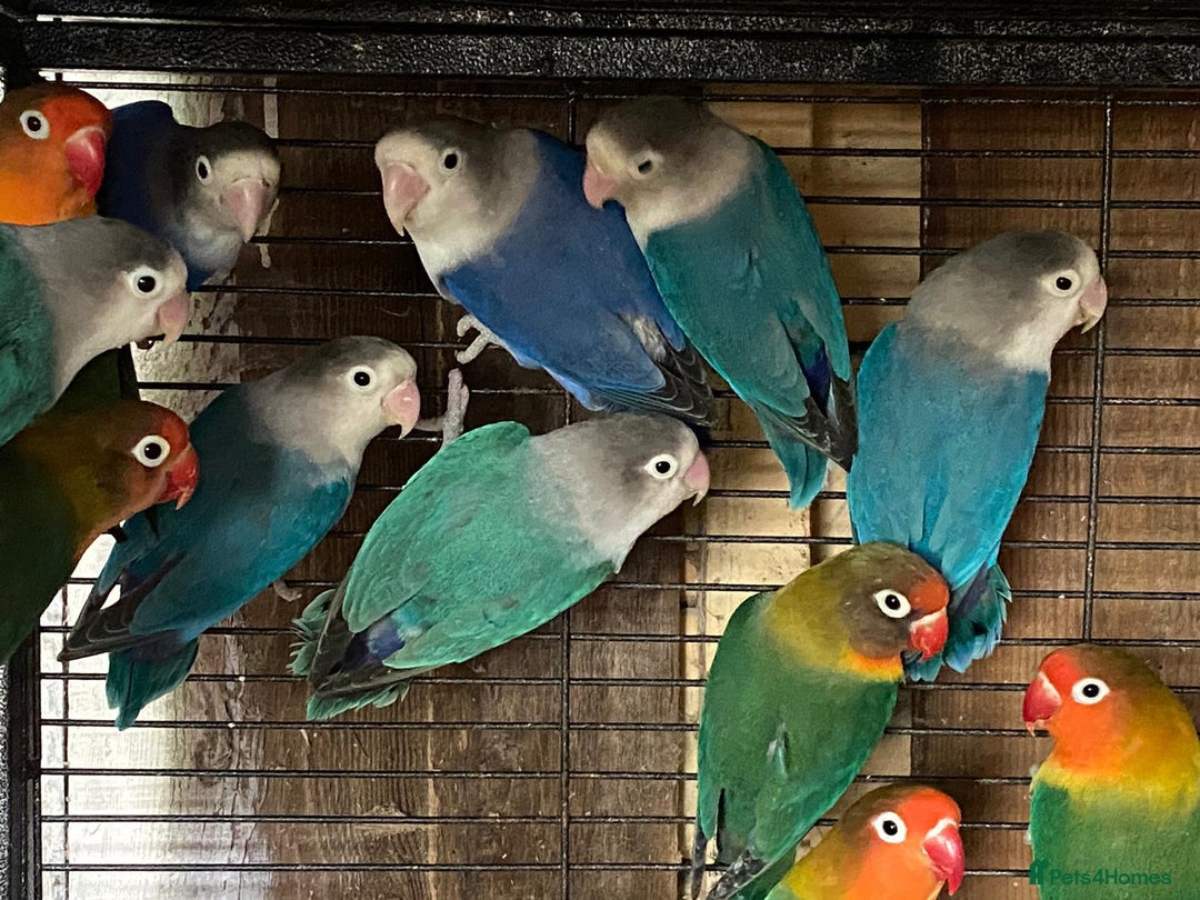 Lovebirds birds for sale: Various lovebirds - Image 1