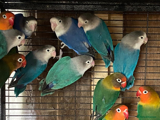 Lovebirds birds - Advert 5