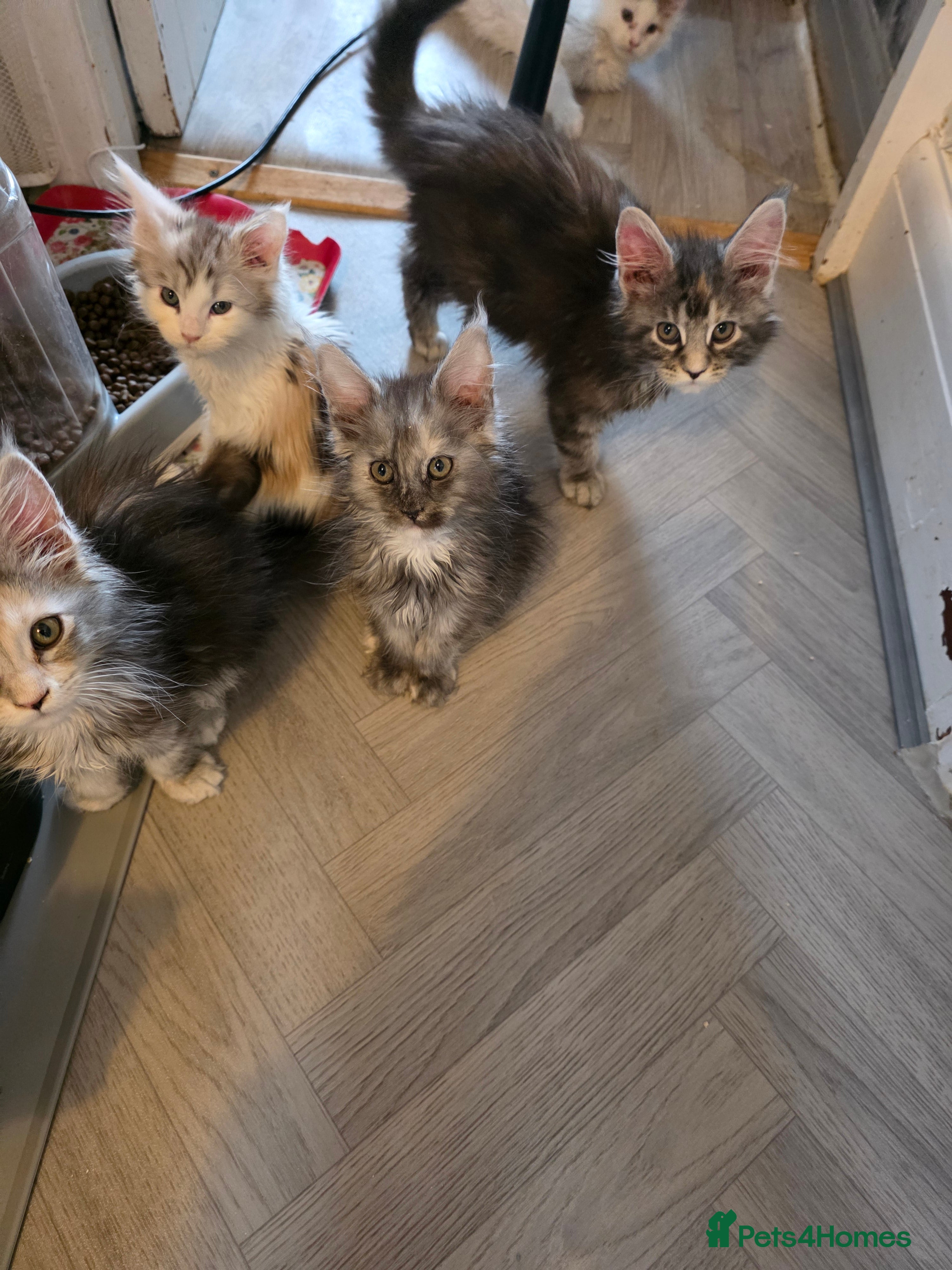 Maine Coon cats STUNNING MAINE COON KITTENS  - Advert 9