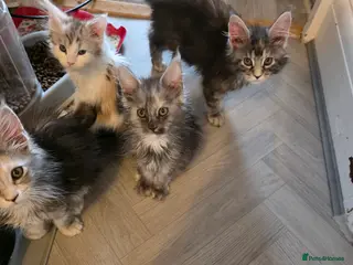 Maine Coon cats STUNNING MAINE COON KITTENS - Advert 9