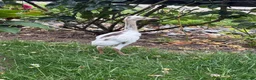 Emus poultry for sale: Rhea chicks for sale.   Whites and greys.  - Advert 4