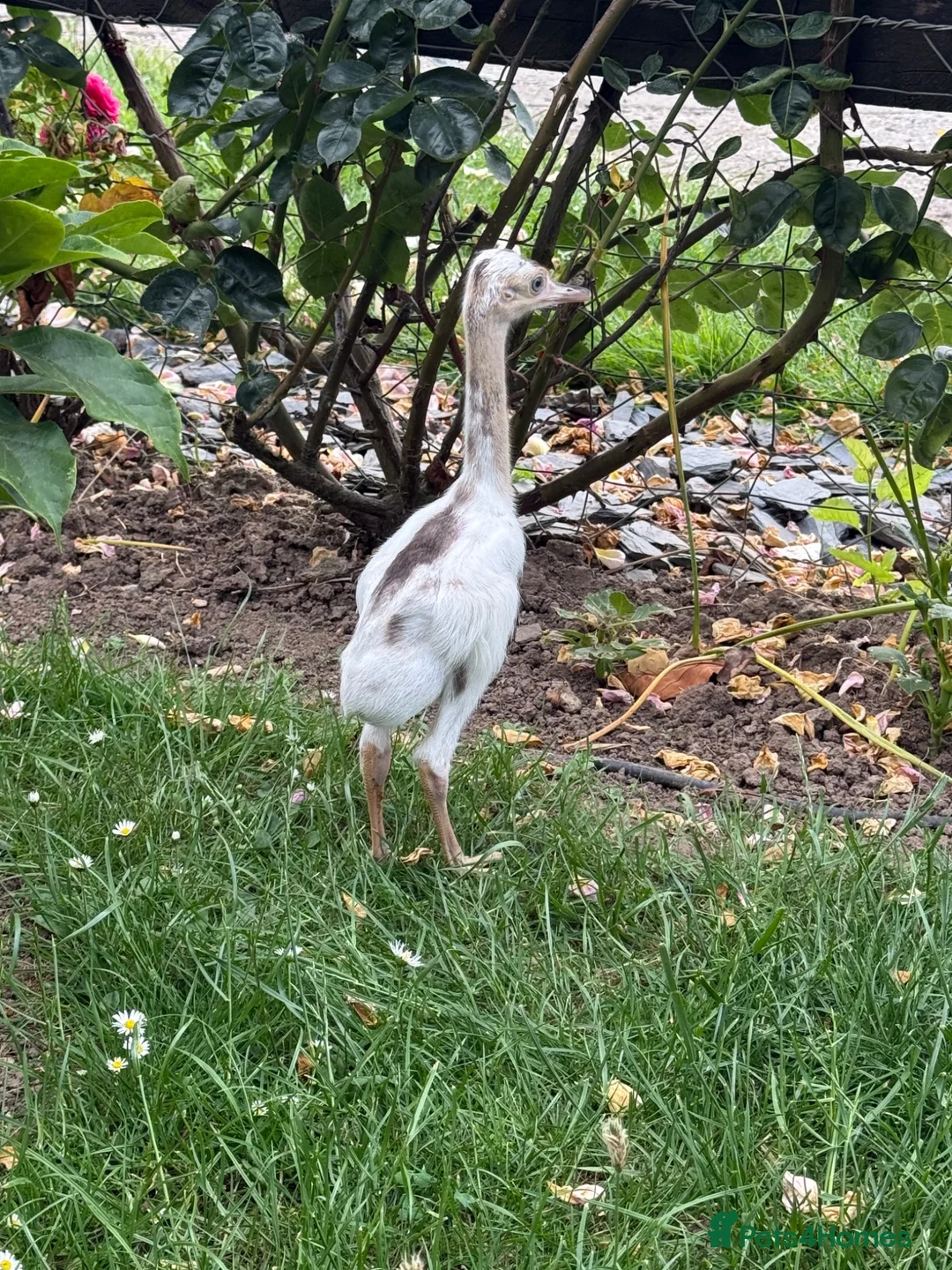 Emus poultry for sale: Rhea chicks for sale.   Whites and greys.  - Advert 4