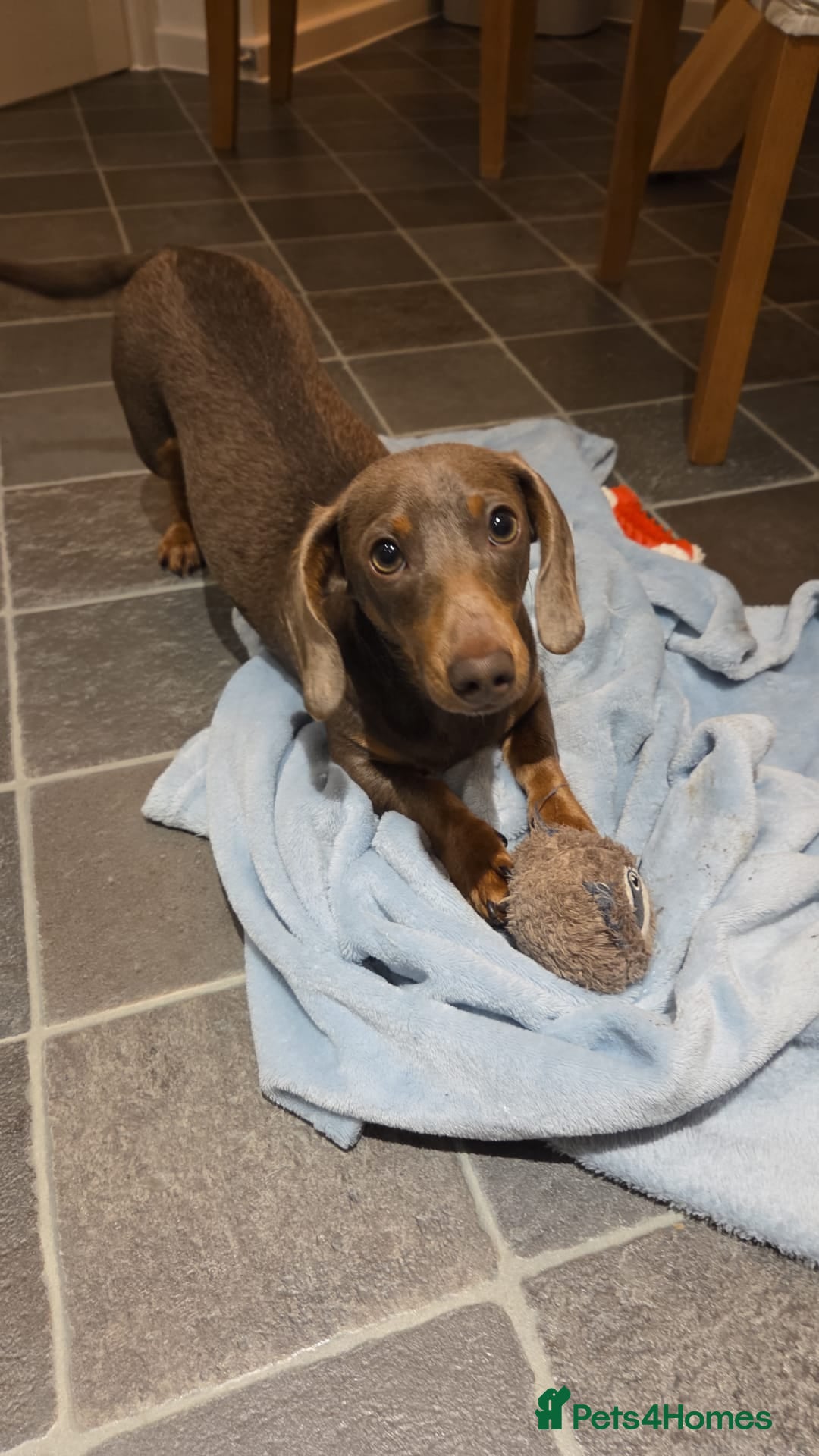 Miniature Dachshund dogs for stud: KC Registered Isabella & Tan Stud in Keighley - Advert 6