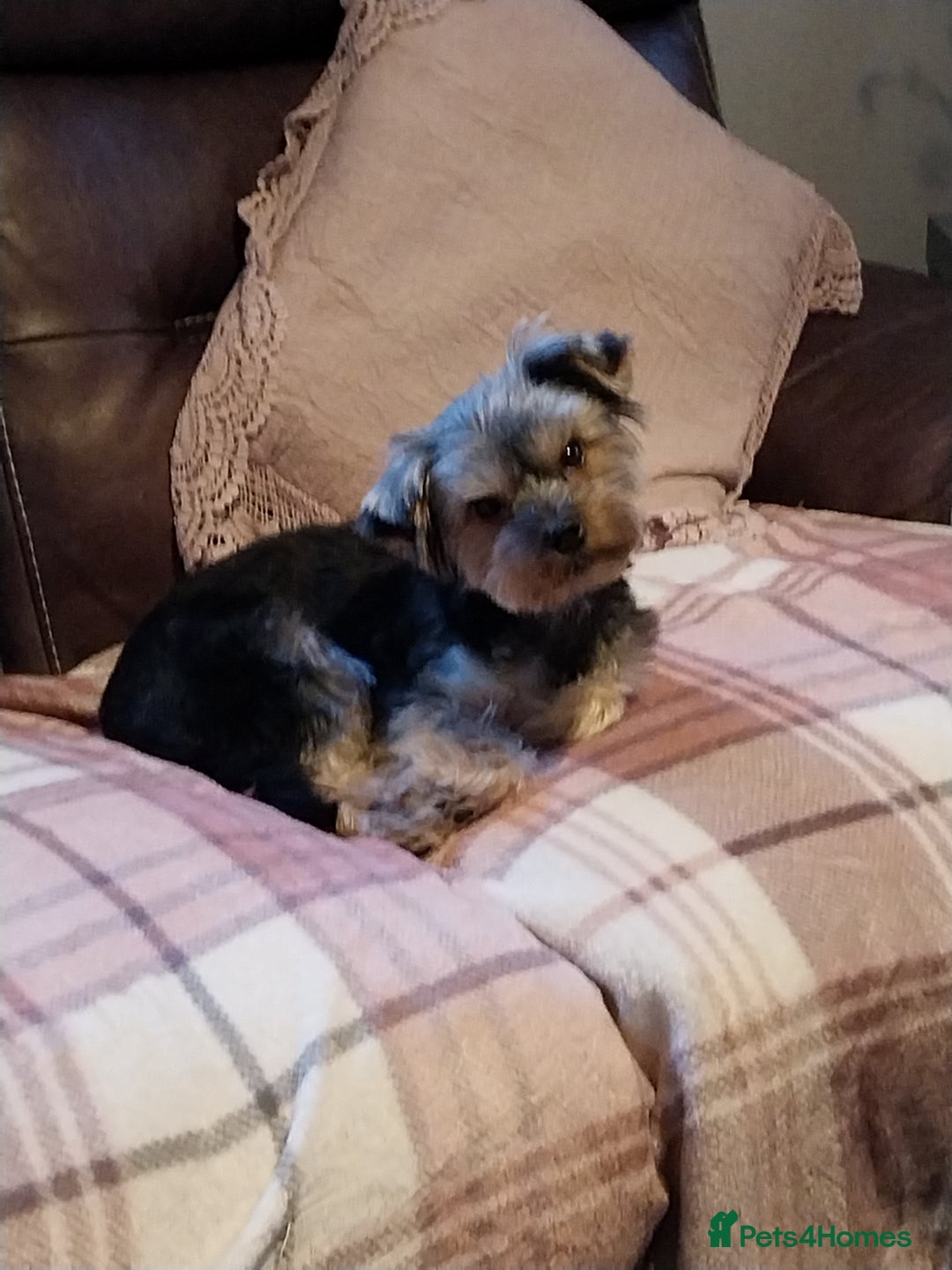 Yorkshire Terrier dogs for sale: Miniature Yorkshire Terrier Puppies  - Advert 3