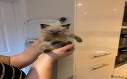 Ragdoll cats for sale: Last female Pure ragdoll kitten seal point  - Image 8