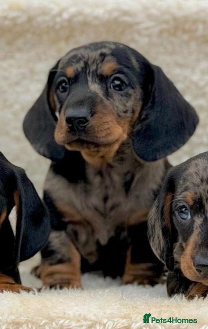 Dachshund dogs Gorgeous miniature dachshund puppies  - Advert 1