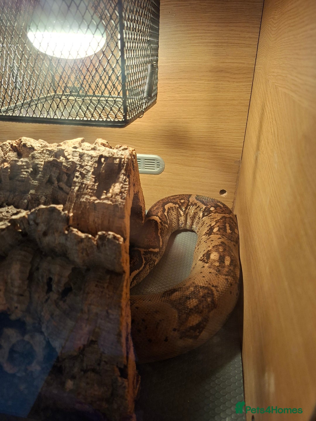 Boa Snake reptiles for sale: Hog island boas. One male one female. - Image 5